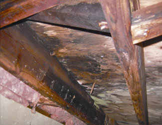 mold and rot in a Brandon  crawl space